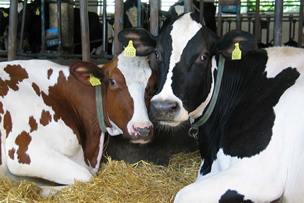 JOSERA cattle lying on straw in the stable