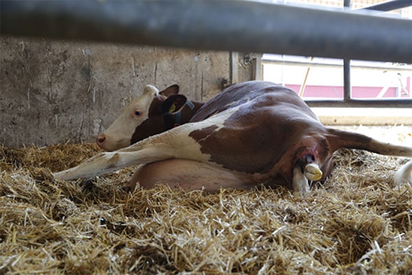 JOSERA mother cow lying on straw during childbirth