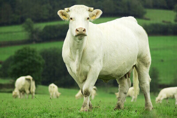 JOSERA Charolais cow