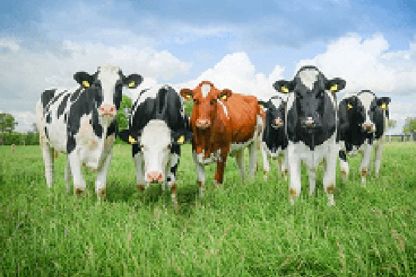 JOSERA young cattle in the pasture