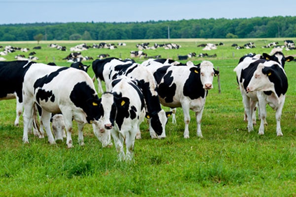 JOSERA cattle in the pasture