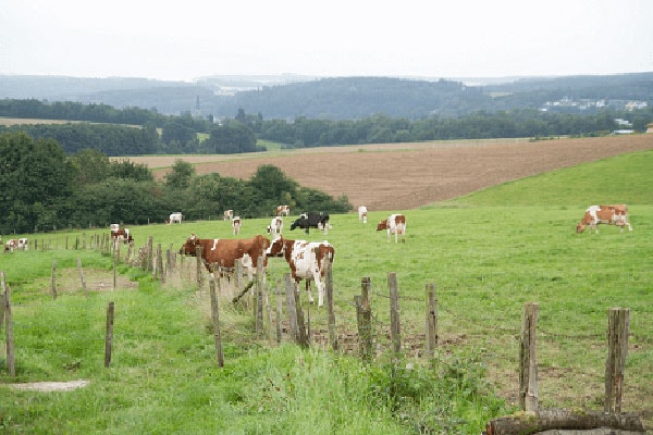 JOSERA Cattle standing in the pasture