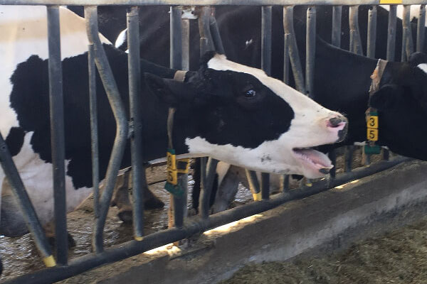 JOSERA cow in the feeding stand with heat stress symptoms