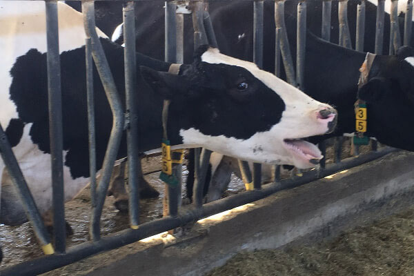 JOSERA Cattle, symptoms of heat stress, panting