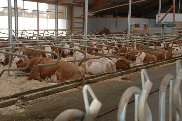 JOSERA cattle lying in cubicles