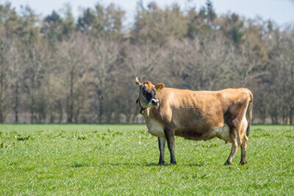 JOSERA Jersey cow