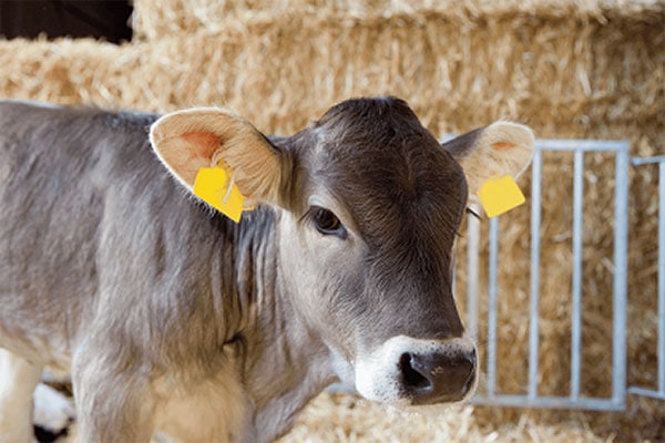 JOSERA cow standing in the stable