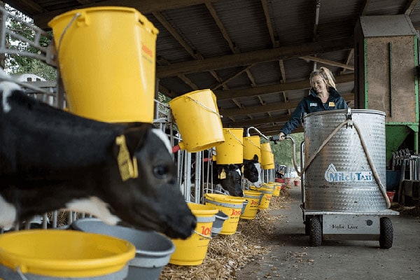 JOSERA feeding calves with milk