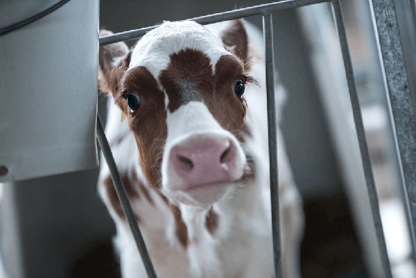 JOSERA calf looking out of a stable