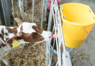 JOSERA calf standing in the stable and drinking