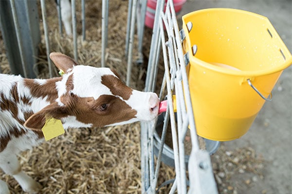 JOSERA calf standing in the stable and drinking