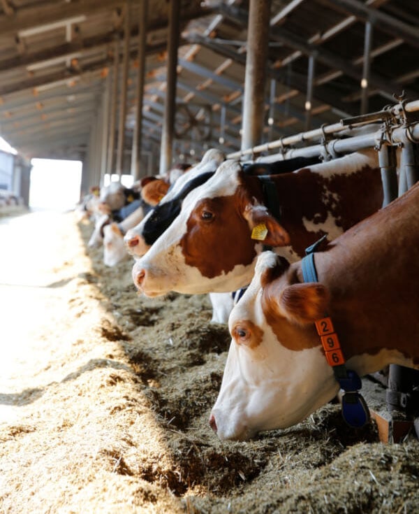 JOSERA Cattle standing in the feeding stand