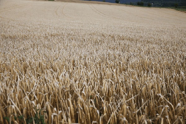 Cereals in the feeding of dairy cattle