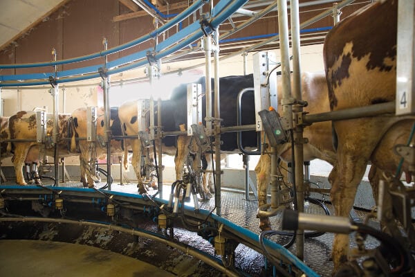 JOSERA cattle in the milking parlor