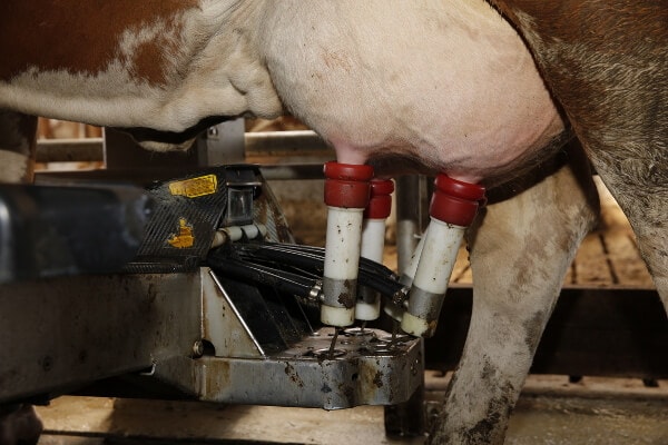 JOSERA cow in the milking parlor, udder