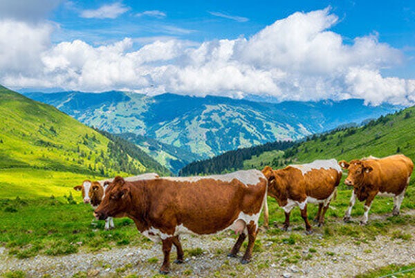 JOSERA Pinzgau cow