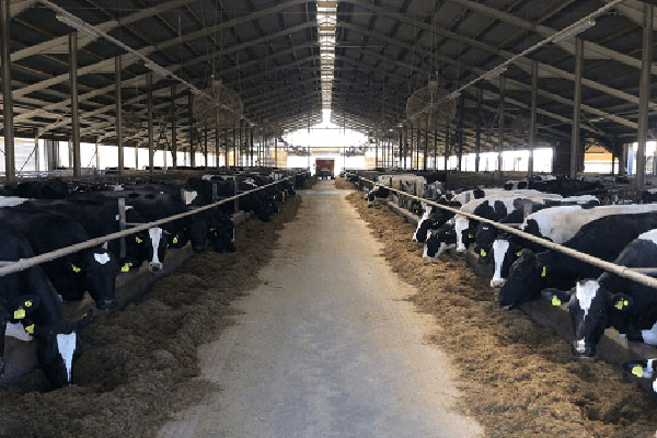 JOSERA Cattle standing in the stable, view into stable alley