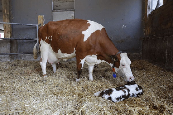 JOSERA cow in the stable after birth