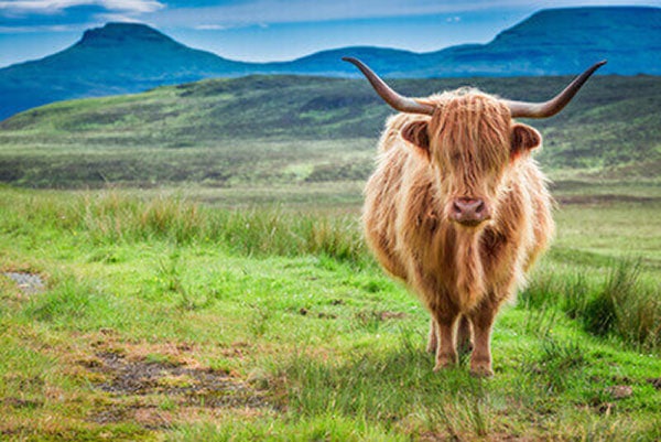 JOSERA Scottish highland cattle