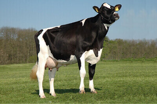 JOSERA German Holstein cow