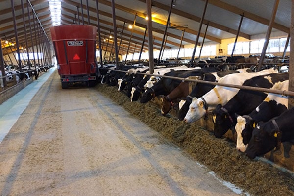 JOSERA cattle standing and eating in the stable