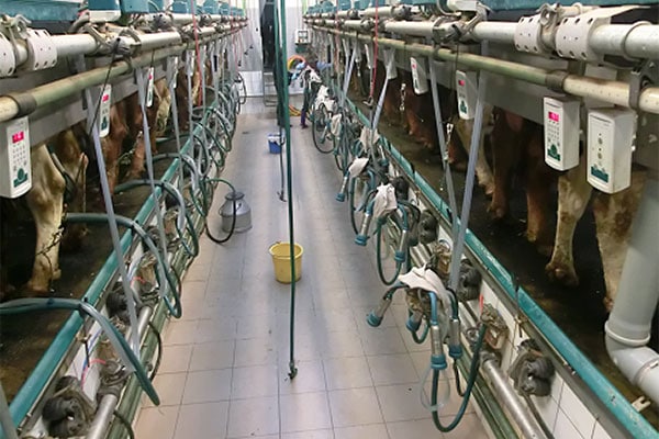 Milk yield recording data: key figures you should know!