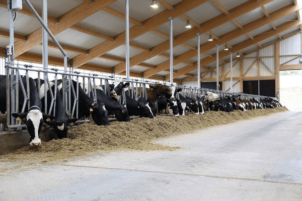 JOSERA Cattle standing in the feeding stand and eating