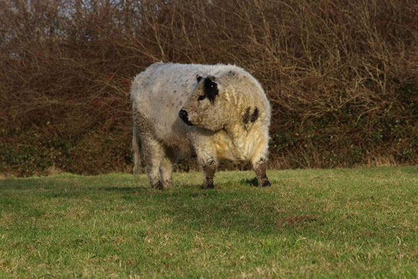 JOSERA Galloway cow