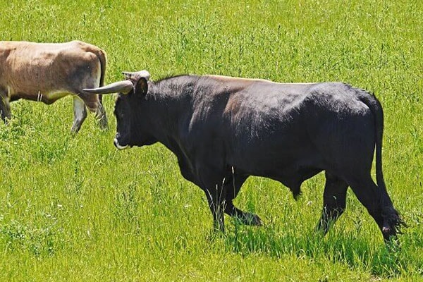 JOSERA Aurochs