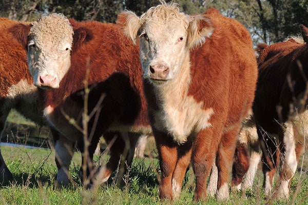 JOSERA Hereford cow