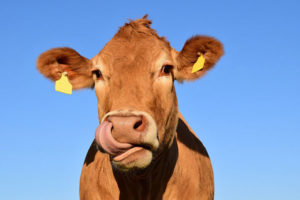 JOSERA cow in the pasture, blue sky