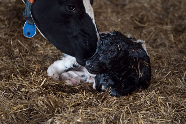 JOSERA new born calf