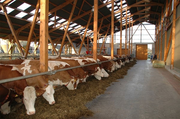 JOSERA Cattle in the stable, view of the stable alley