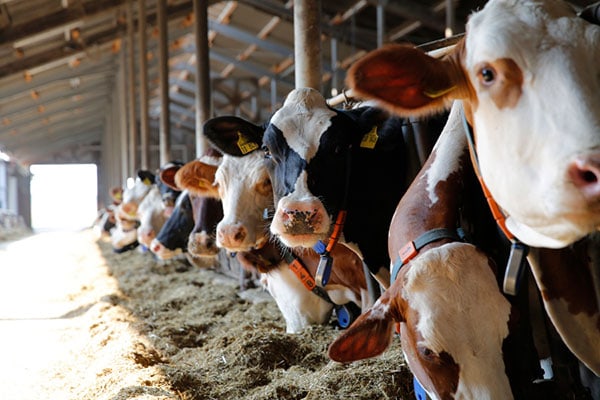 JOSERA cattle standing and eating in the feeding stand