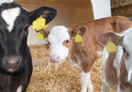 JOSERA calves standing on straw in the stable