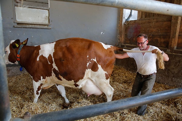 JOSERA cow during birth