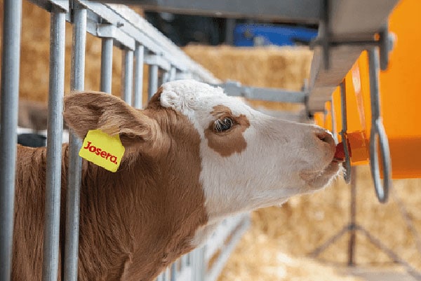 JOSERA cow drinking out of a bucket in the stable