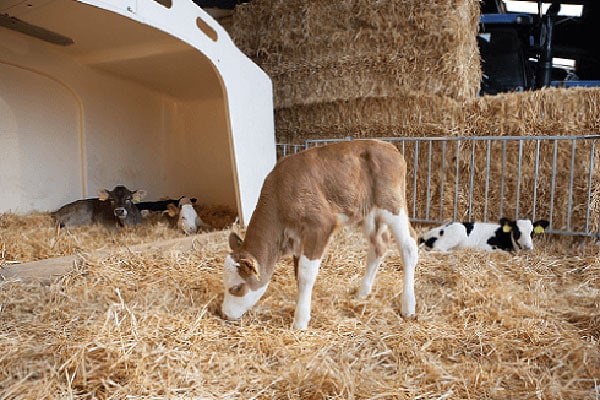 JOSERA cattle standing in the stable on straw