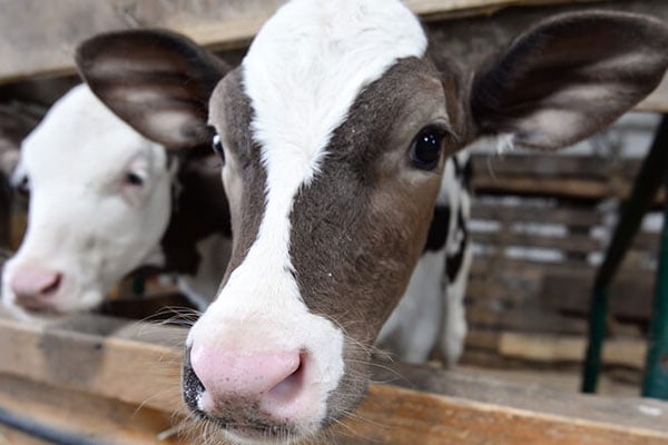 JOSERA cattle standing in the stable