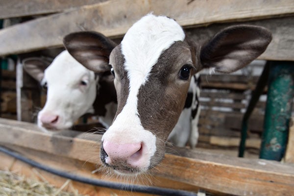 JOSERA calves standing in the stable