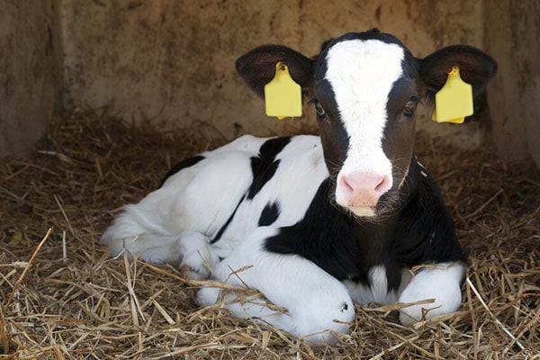 JOSERA calf lying in the stable in straw