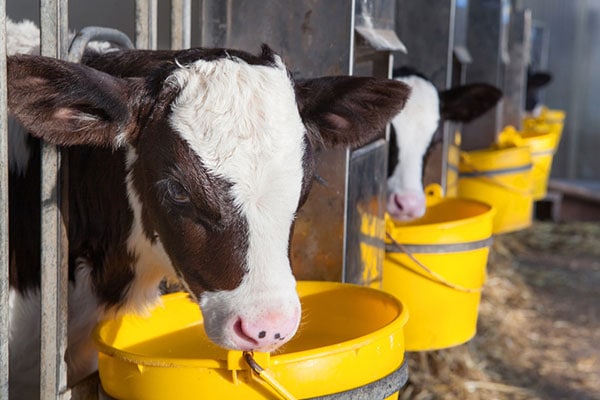 Ad libitum feeding in calves – as much as the calf wants