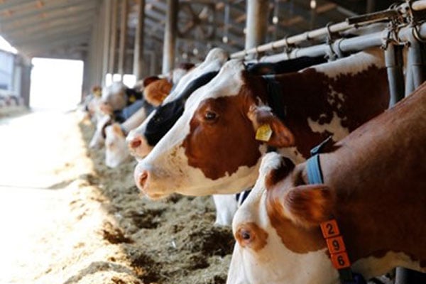 JOSERA Cattle standing in the feeding stand