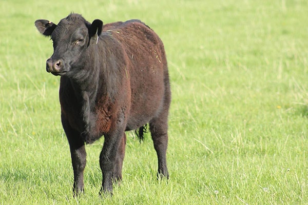 JOSERA Angus Cow