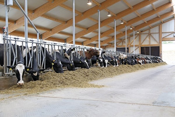 JOSERA cattle eating in the stable