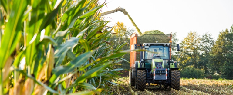 JOSILAC maize harvest in the field