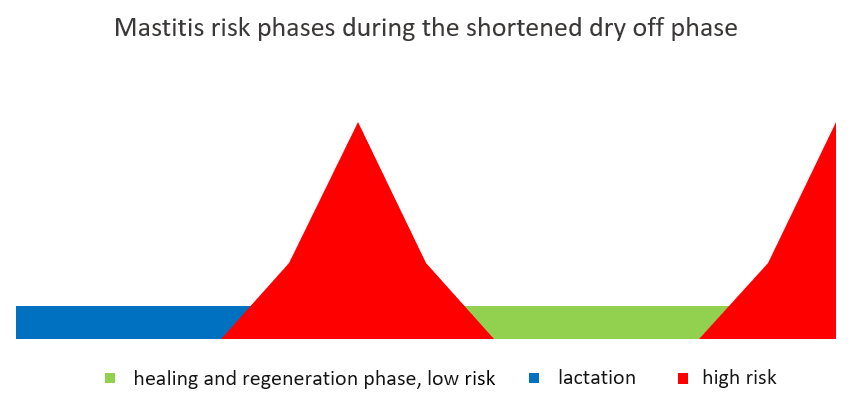 Diagramm - mastitis risk during the shortened dry off phase