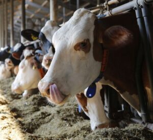 JOSERA Cow in barn