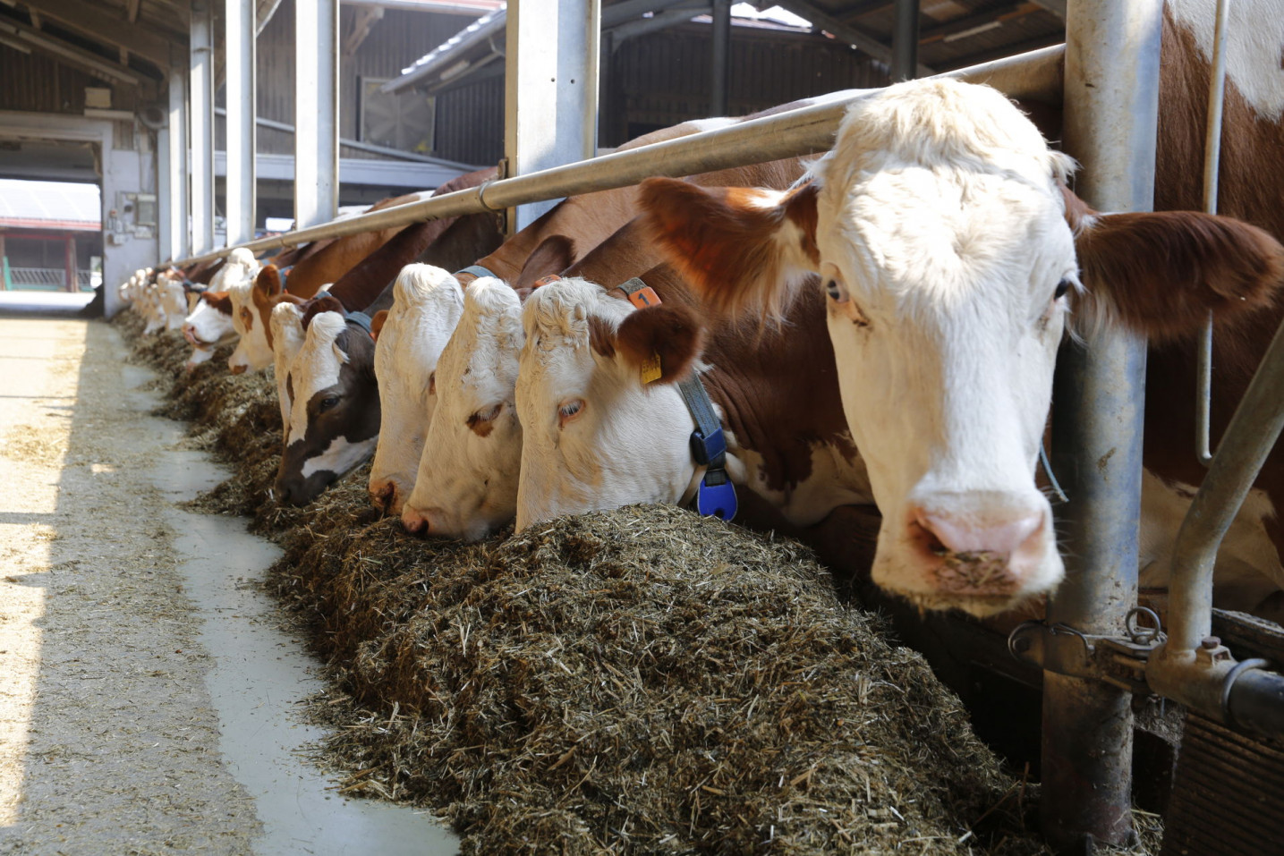 Feed efficiency, another component for economic success