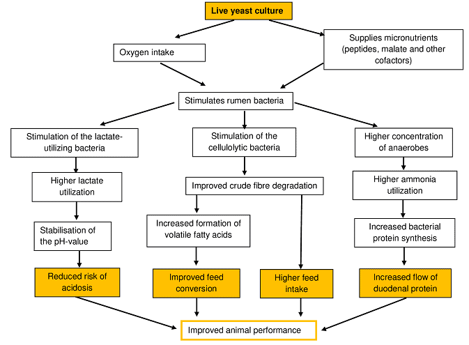 JOSERA the graphic shows live yeast